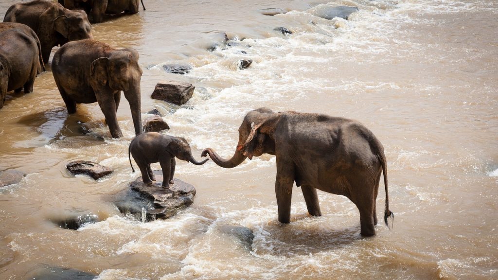Family of elephants on safari holiday