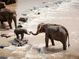 Family of elephants on safari holiday
