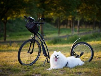 Dog scootering
