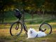 Dog scootering